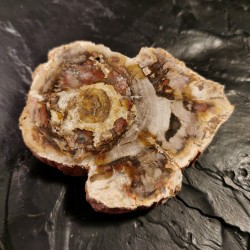 Bois silicifié - tranche - pièce unique 6